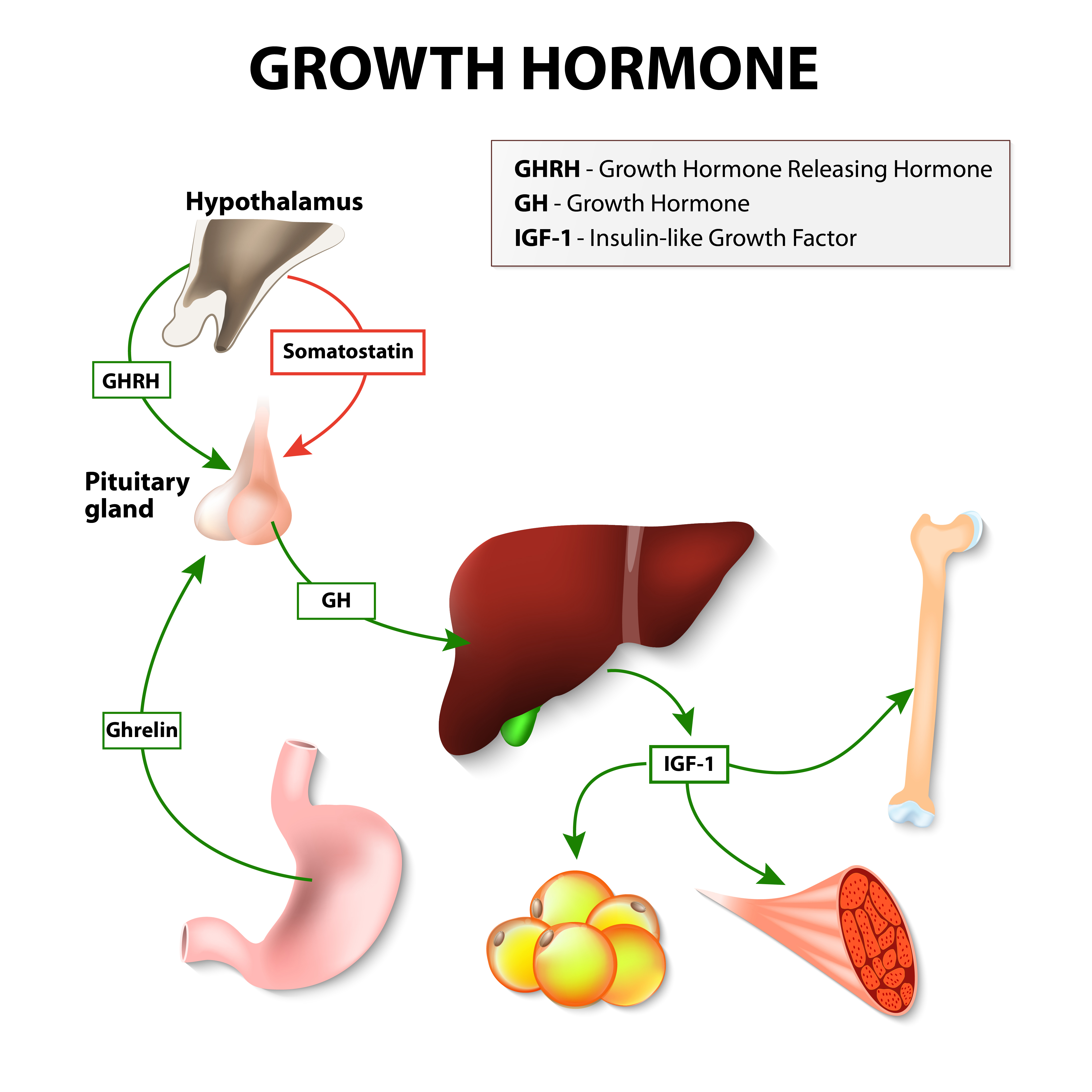 What Is Sermorelin GHRH The Facts You Need To Know